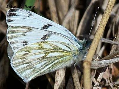 Western Tiger Swallowtail<br />
© Glen Walbek<br />
Douglas County