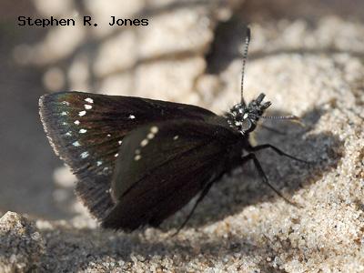 Common Sootywing<br />
© Stephen R. Jones