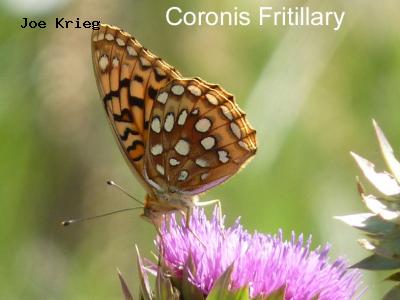 Coronis Fritillary<br />
© Joe Krieg