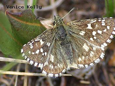 Grizzled Skipper<br />
© Venice Kelly