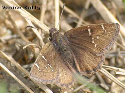 Mexican Cloudywing<br />
© Venice Kelly