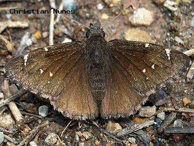 Northern Cloudywing<br />
© Christian Nunes<br />
Fowler Trail<br />
Boulder County