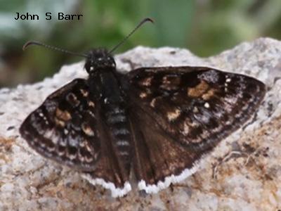 Pacuvius Duskywing<br />
© John S. Barr<br />
Cal-wood Education Center<br />
Boulder County