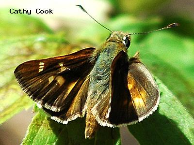 Snow's Skipper<br />
© Catherine Cook<br />
Coulson Gulch<br />
Boulder County
