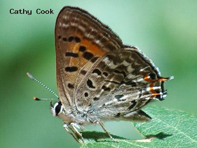 Tailed Copper<br />
© Catherine Cook<br />
Roxborough State Park<br />
Jefferson County