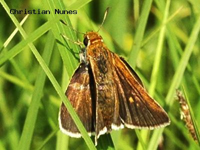 Two-Spotted Skipper<br />
© Christian Nunes<br />
Shearer Ditch<br />
Boulder County
