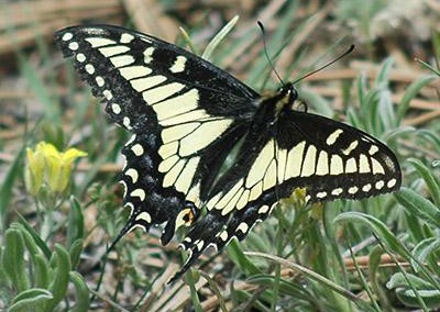 Anise Swallowtail<br />© Catherine Cook<br />Bald Mountain<br />Boulder County