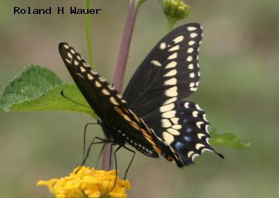 Black Swallowtail (male)<br />© Roland H. Wauer