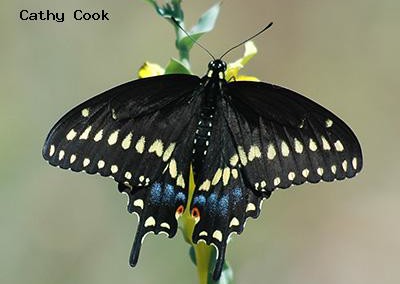Black Swallowtail (male)<br/>© Catherine Cook<br/>Mount Lindo<br/>Jefferson County