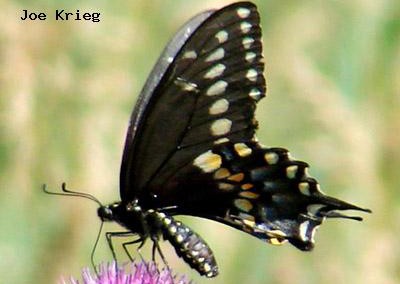 Black Swallowtail (male)<br/>© Joe Krieg<br/>Roxborough State Park<br/>Jefferson County