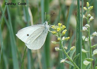 Cabbage White<br />© Catherine Cook<br />Camp Dick<br />Boulder County