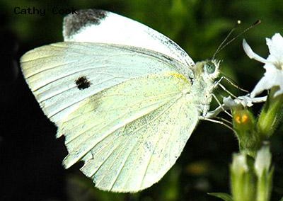 Cabbage White<br />© Catherine Cook<br />Lyons<br />Boulder County
