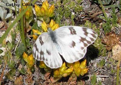 Checkered White<br />© Catherine Cook<br />Indian Peaks Wilderness<br />Boulder County