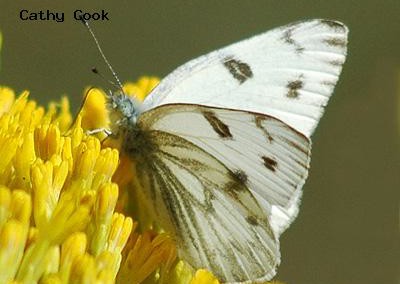 Checkered White<br />© Catherine Cook<br />Boulder County