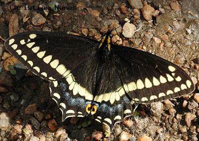 Indra  Swallowtail<br />© Christian Nunes<br />Coal Creek Hwy 72<br />Jefferson County