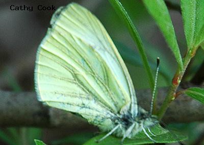 Margined White<br />© Catherine Cook<br />Boulder County