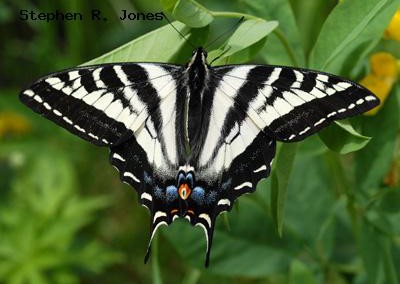 Pale Swallowtail<br />© Stephen R. Jones