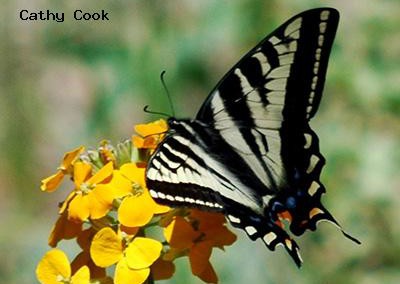 Pale Swallowtail<br />© Catherine Cook<br />Allenspark<br />Boulder County
