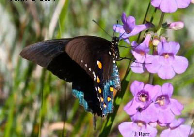 Pipevine Swallowtail<br />© John S. Barr<br />Eldorado Canyon<br />Boulder County