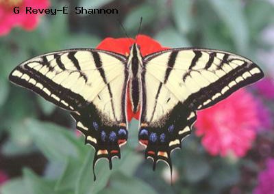 Two-tailed  Swallowtail<br />© Gordon Revey-Ellen Shannon