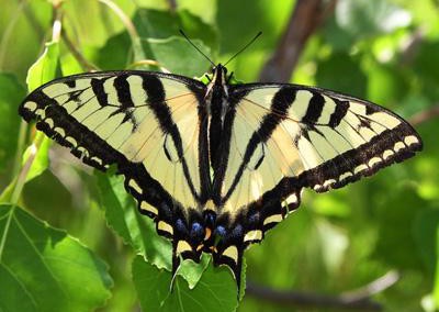 Western Tiger Swallowtail<br />© Glenn Walbek<br />Douglas County