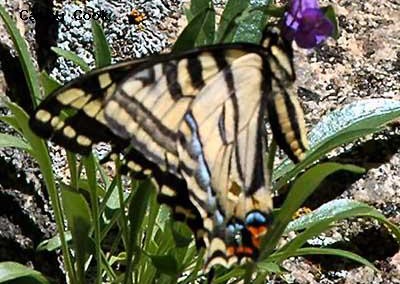 Western Tiger Swallowtail<br />© Catherine Cook<br />Anne U. White Trail<br />Boulder County