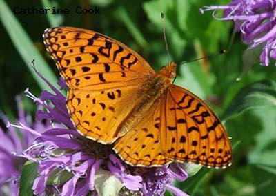 Aphrodite Fritillary<br />© Catherine Cook<br />Boulder County