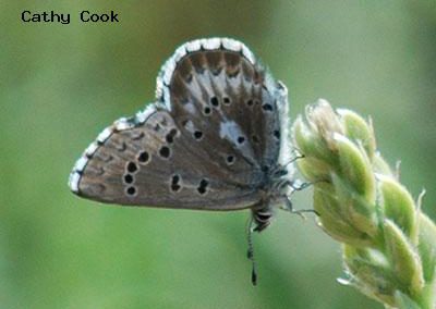 Arrowhead Blue<br />© Catherine Cook<br />Heil Valley Ranch<br />Boulder County