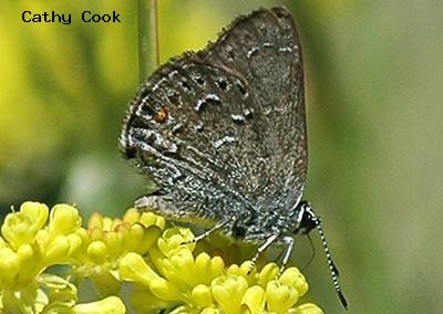 Behr's Hairstreak<br />© Catherine Cook<br />Mount Lindo<br />Jefferson County