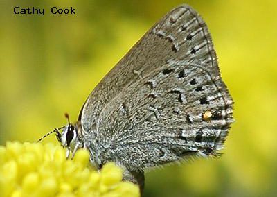 Behr's Hairstreak<br />© Catherine Cook<br />Mount Lindo<br />Jefferson County