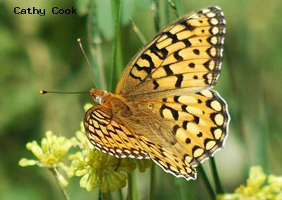 Callippe Fritillary<br />© Catherine Cook<br />Boulder County