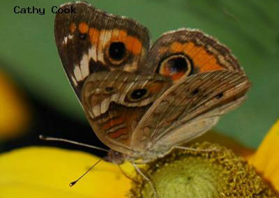 Common Buckeye<br />© Catherine Cook<br />Lyons<br />Boulder County