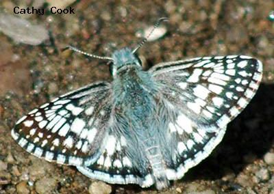 Common Checkered-Skipper<br />© Catherine Cook<br />Anne U. White Trail<br />Boulder County