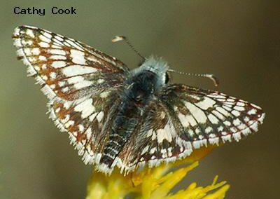 Common Checkered-Skipper<br />© Catherine Cook<br />Boulder County