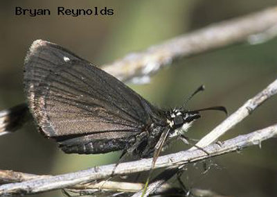 Common Sootywing<br />© Bryan Reynolds