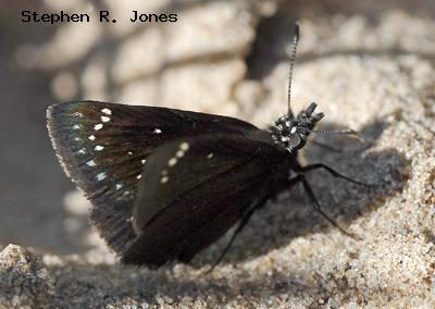 Common Sootywing<br />© Stephen R. Jones