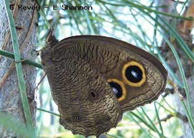 Common Wood-Nymph<br />© Gordon Revey-Ellen Shannon