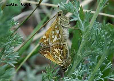 Draco Skipper<br />© Catherine Cook<br />Caribou Ranch<br />Boulder County