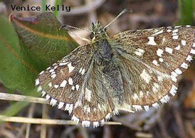 Grizzled Skipper<br />© Venice Kelly