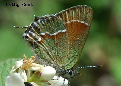 Juniper Hairstreak<br />© Catherine Cook<br />Coulson Gulch<br />Boulder County