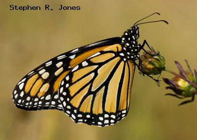 Monarch<br />© Stephen R. Jones