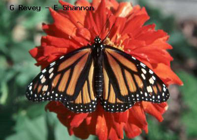 Monarch<br />© Gordon Revey-Ellen Shannon