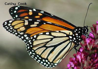 Monarch<br />© Catherine Cook<br />CSU Trail Garden, Ft. Collins<br />Larimer County