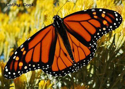 Monarch<br />© Catherine Cook<br />Boulder County