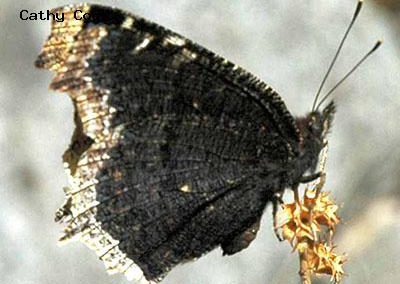Mourning Cloak<br />© Catherine Cook<br />Anne U. White Trail<br />Boulder County