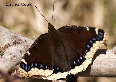 Mourning Cloak<br />© Catherine Cook<br />Anne U. White Trail<br />Boulder County