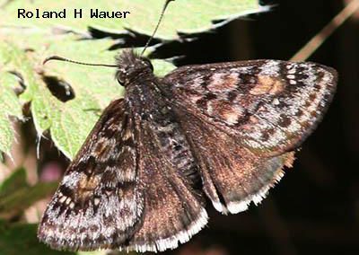 Pacuvius Duskywing<br />© Roland H. Wauer