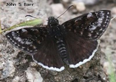 Pacuvius Duskywing<br />© John S. Barr<br />Cal-Wood Education Center<br />Boulder County