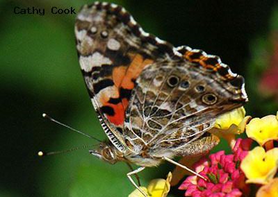 Painted Lady<br />© Catherine Cook<br />Lyons<br />Boulder County