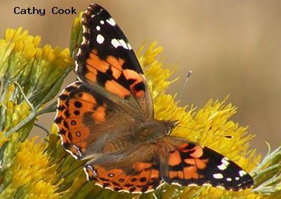 Painted Lady<br />© Catherine Cook<br />Boulder County
